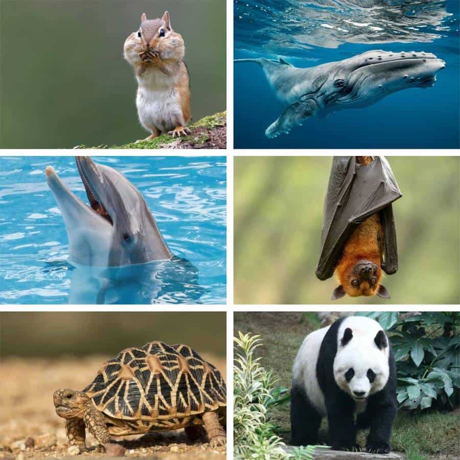 Какое из этих животных не относится к млекопитающим?